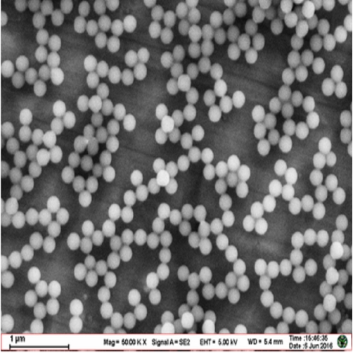 氨基绿色荧光微球