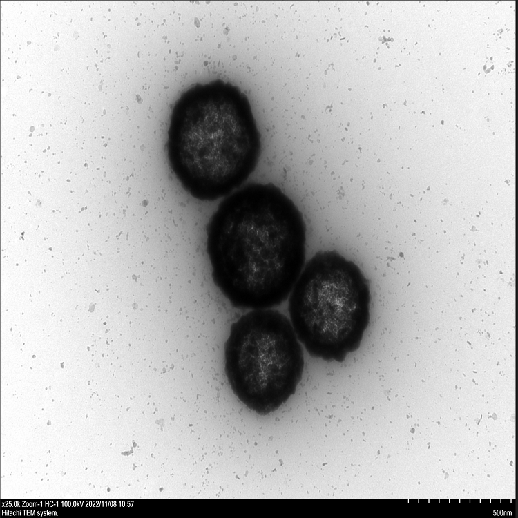 中空介孔硫化铜纳米颗粒