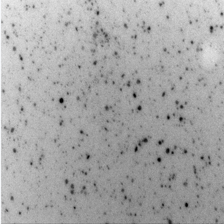 PVP硫化铜纳米颗粒