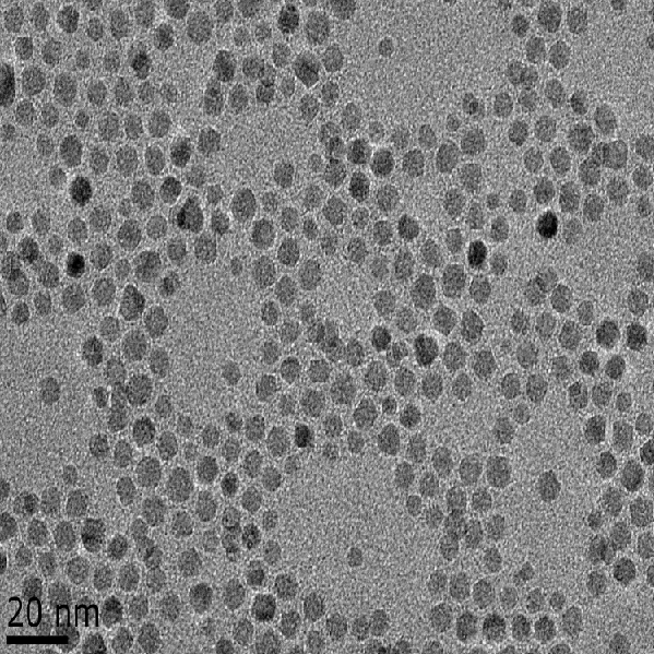 多聚赖氨酸修饰磁性纳米颗粒（5nm-50nm）
