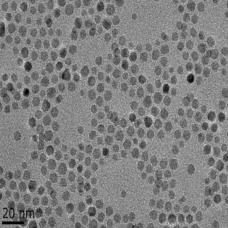聚乙烯亚胺(PEI)修饰磁性纳米颗粒（5nm-5um）
